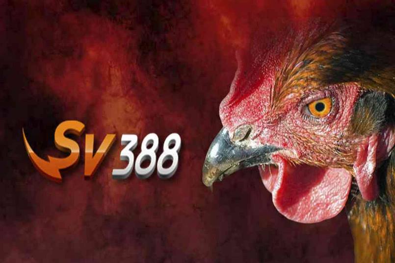 SV388 - Đơn vị chuyên tường thuật và phát sóng đá gà trực tiếp