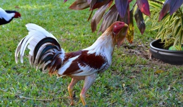 Gà Cuban  được gọi với tên là gà Cubalaya  có tinh thần chiến đấu quật cường